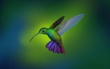Hummingbird_by_Shu_Le.jpg
