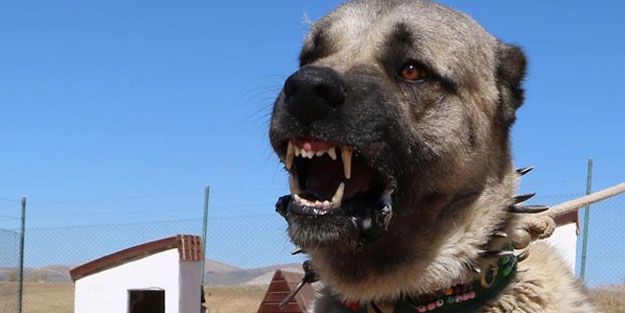 kangal-kopegi-10-gunluk-yavrularini-yedi-urperten-aciklama-h1547726480-a49991.jpg