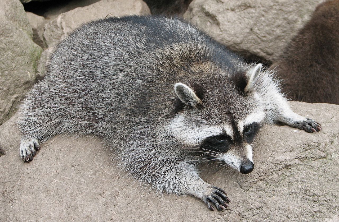 Raccoon_(Procyon_lotor)_3.jpg